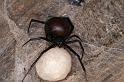 Latrodectus_hasselti_D3634_Z_85_Hamelin pool_Australie